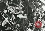 Image la culture de soja la Mandchourie Chine, 1928, de la seconde 43 séquences d'archives historiques vidéo 65675066279
