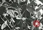 Image la culture de soja la Mandchourie Chine, 1928, de la seconde 44 séquences d'archives historiques vidéo 65675066279