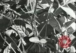 Image la culture de soja la Mandchourie Chine, 1928, de la seconde 45 séquences d'archives historiques vidéo 65675066279