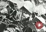 Image la culture de soja la Mandchourie Chine, 1928, de la seconde 47 séquences d'archives historiques vidéo 65675066279