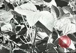Image la culture de soja la Mandchourie Chine, 1928, de la seconde 48 séquences d'archives historiques vidéo 65675066279