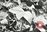 Image la culture de soja la Mandchourie Chine, 1928, de la seconde 49 séquences d'archives historiques vidéo 65675066279