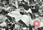 Image la culture de soja la Mandchourie Chine, 1928, de la seconde 50 séquences d'archives historiques vidéo 65675066279
