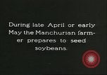 Image of soybean cultivation Harbin Manchukuo Manchuria China, 1928, second 3 stock footage video 65675066281