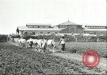 Image of soybean cultivation Harbin Manchukuo Manchuria China, 1928, second 13 stock footage video 65675066281