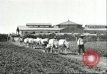Image of soybean cultivation Harbin Manchukuo Manchuria China, 1928, second 16 stock footage video 65675066281