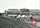 Image of soybean cultivation Harbin Manchukuo Manchuria China, 1928, second 17 stock footage video 65675066281