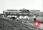 Image of soybean cultivation Harbin Manchukuo Manchuria China, 1928, second 18 stock footage video 65675066281