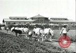 Image of soybean cultivation Harbin Manchukuo Manchuria China, 1928, second 19 stock footage video 65675066281