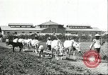 Image of soybean cultivation Harbin Manchukuo Manchuria China, 1928, second 20 stock footage video 65675066281