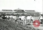 Image of soybean cultivation Harbin Manchukuo Manchuria China, 1928, second 21 stock footage video 65675066281
