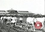 Image of soybean cultivation Harbin Manchukuo Manchuria China, 1928, second 24 stock footage video 65675066281
