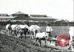 Image of soybean cultivation Harbin Manchukuo Manchuria China, 1928, second 26 stock footage video 65675066281