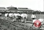 Image of soybean cultivation Harbin Manchukuo Manchuria China, 1928, second 27 stock footage video 65675066281