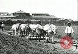 Image of soybean cultivation Harbin Manchukuo Manchuria China, 1928, second 28 stock footage video 65675066281