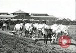 Image of soybean cultivation Harbin Manchukuo Manchuria China, 1928, second 29 stock footage video 65675066281