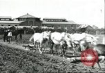 Image of soybean cultivation Harbin Manchukuo Manchuria China, 1928, second 31 stock footage video 65675066281