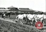 Image of soybean cultivation Harbin Manchukuo Manchuria China, 1928, second 32 stock footage video 65675066281