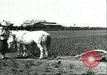 Image of soybean cultivation Harbin Manchukuo Manchuria China, 1928, second 48 stock footage video 65675066281