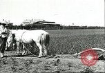 Image of soybean cultivation Harbin Manchukuo Manchuria China, 1928, second 49 stock footage video 65675066281