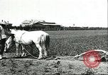 Image of soybean cultivation Harbin Manchukuo Manchuria China, 1928, second 50 stock footage video 65675066281