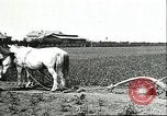 Image of soybean cultivation Harbin Manchukuo Manchuria China, 1928, second 51 stock footage video 65675066281