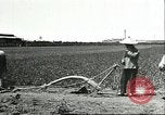Image of soybean cultivation Harbin Manchukuo Manchuria China, 1928, second 56 stock footage video 65675066281