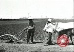 Image of soybean cultivation Harbin Manchukuo Manchuria China, 1928, second 60 stock footage video 65675066281