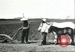 Image of soybean cultivation Harbin Manchukuo Manchuria China, 1928, second 61 stock footage video 65675066281