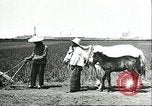 Image of soybean cultivation Harbin Manchukuo Manchuria China, 1928, second 62 stock footage video 65675066281
