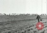 Image of soybean cultivation Harbin Manchukuo Manchuria China, 1928, second 15 stock footage video 65675066282