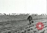 Image of soybean cultivation Harbin Manchukuo Manchuria China, 1928, second 18 stock footage video 65675066282