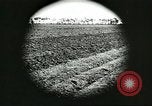 Image of soybean cultivation Harbin Manchukuo Manchuria China, 1928, second 32 stock footage video 65675066282