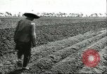 Image of soybean cultivation Harbin Manchukuo Manchuria China, 1928, second 34 stock footage video 65675066282