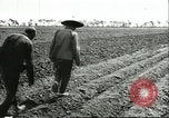 Image of soybean cultivation Harbin Manchukuo Manchuria China, 1928, second 35 stock footage video 65675066282