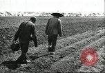 Image of soybean cultivation Harbin Manchukuo Manchuria China, 1928, second 36 stock footage video 65675066282