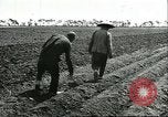 Image of soybean cultivation Harbin Manchukuo Manchuria China, 1928, second 37 stock footage video 65675066282