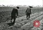 Image of soybean cultivation Harbin Manchukuo Manchuria China, 1928, second 38 stock footage video 65675066282