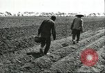 Image of soybean cultivation Harbin Manchukuo Manchuria China, 1928, second 39 stock footage video 65675066282