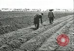 Image of soybean cultivation Harbin Manchukuo Manchuria China, 1928, second 43 stock footage video 65675066282
