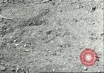 Image of soybean cultivation Harbin Manchukuo Manchuria China, 1928, second 55 stock footage video 65675066282