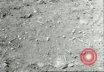 Image of soybean cultivation Harbin Manchukuo Manchuria China, 1928, second 60 stock footage video 65675066282