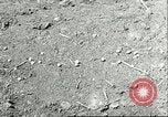 Image of soybean cultivation Harbin Manchukuo Manchuria China, 1928, second 61 stock footage video 65675066282