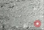 Image of soybean cultivation Harbin Manchukuo Manchuria China, 1928, second 62 stock footage video 65675066282