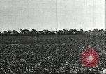 Image of soybean cultivation Harbin Manchukuo Manchuria China, 1928, second 12 stock footage video 65675066283