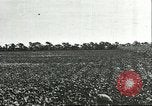Image of soybean cultivation Harbin Manchukuo Manchuria China, 1928, second 13 stock footage video 65675066283