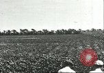 Image of soybean cultivation Harbin Manchukuo Manchuria China, 1928, second 14 stock footage video 65675066283