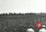 Image of soybean cultivation Harbin Manchukuo Manchuria China, 1928, second 15 stock footage video 65675066283