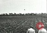 Image of soybean cultivation Harbin Manchukuo Manchuria China, 1928, second 16 stock footage video 65675066283