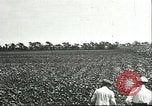Image of soybean cultivation Harbin Manchukuo Manchuria China, 1928, second 17 stock footage video 65675066283